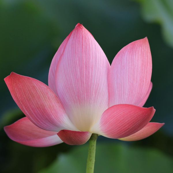 Stylized lotus flower symbol, representing purity and enlightenment.